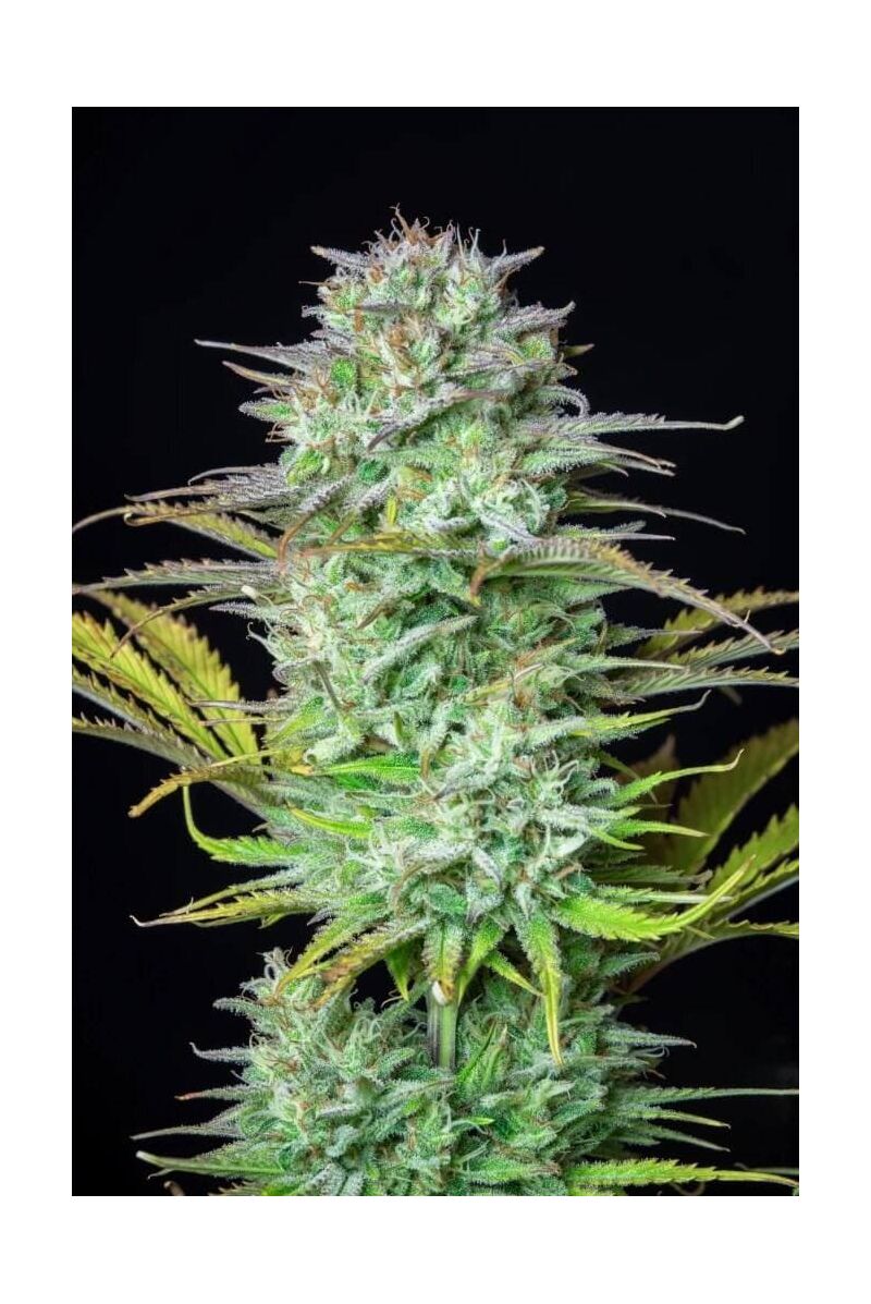 Kosher Cake auto, Фасовка: 10, изображение 6